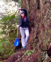 I'd rather be paddling my KIALOA Tiare - but the redwoods were awesome