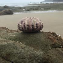Sea urchin art - Marine Gardens at low tide near Otter Rock, Oregon Coast